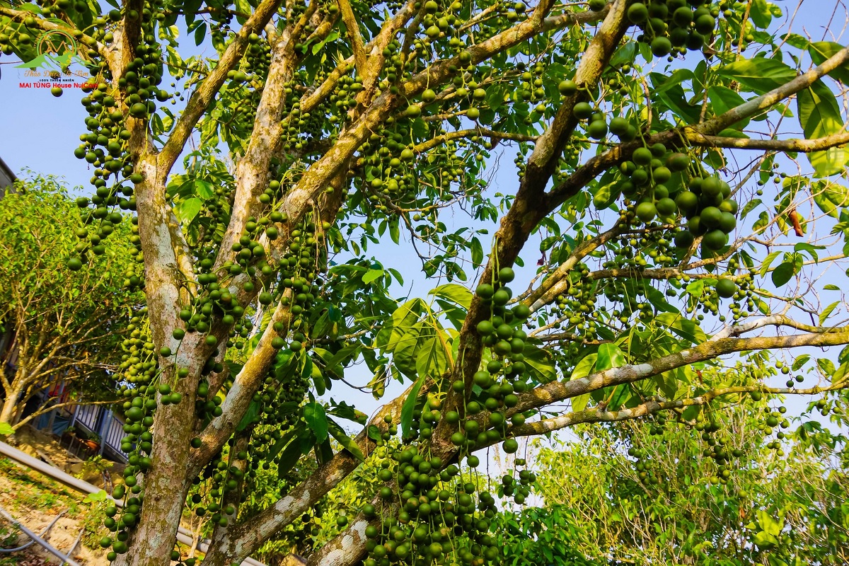 vuon cay dau da mai tung house nui cam