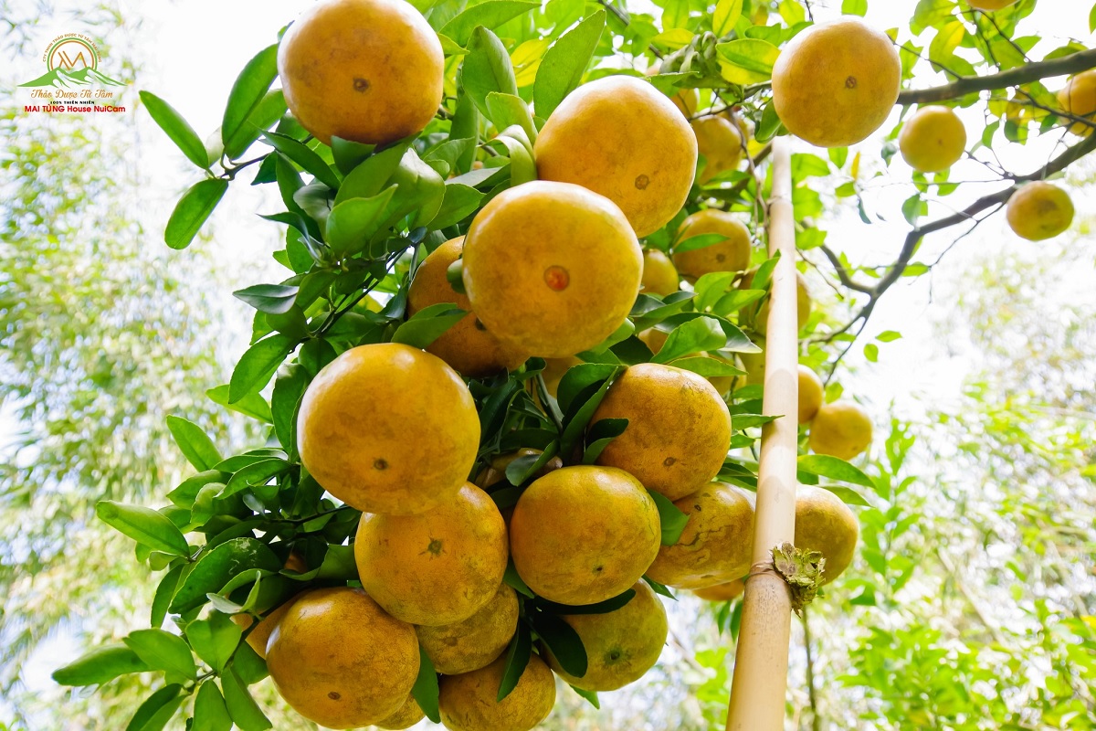 vuon cay quyt mai tung house