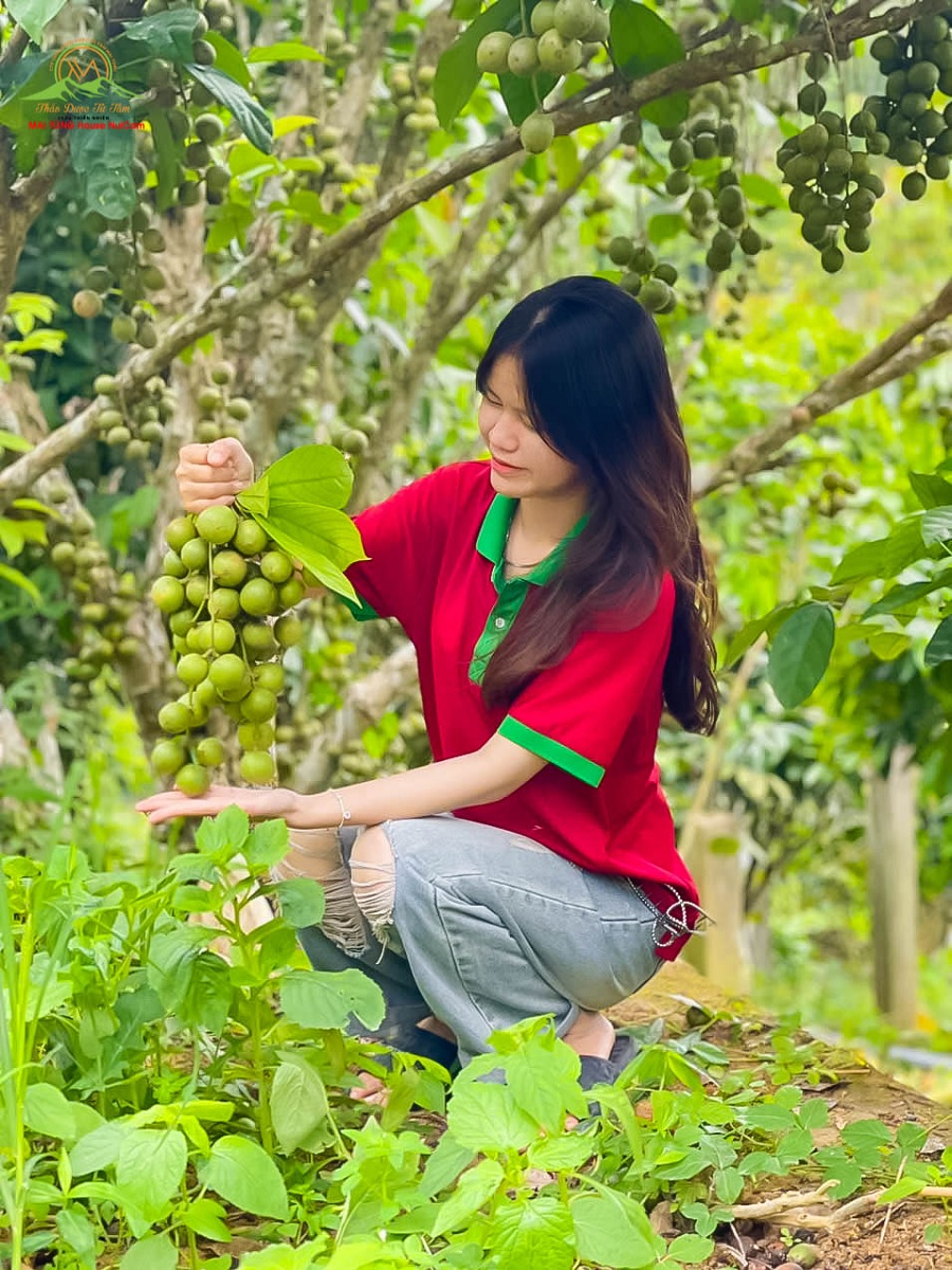 vuon dau mai tung house