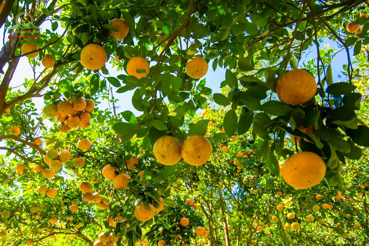 vuon quyt mai tung house nui cam