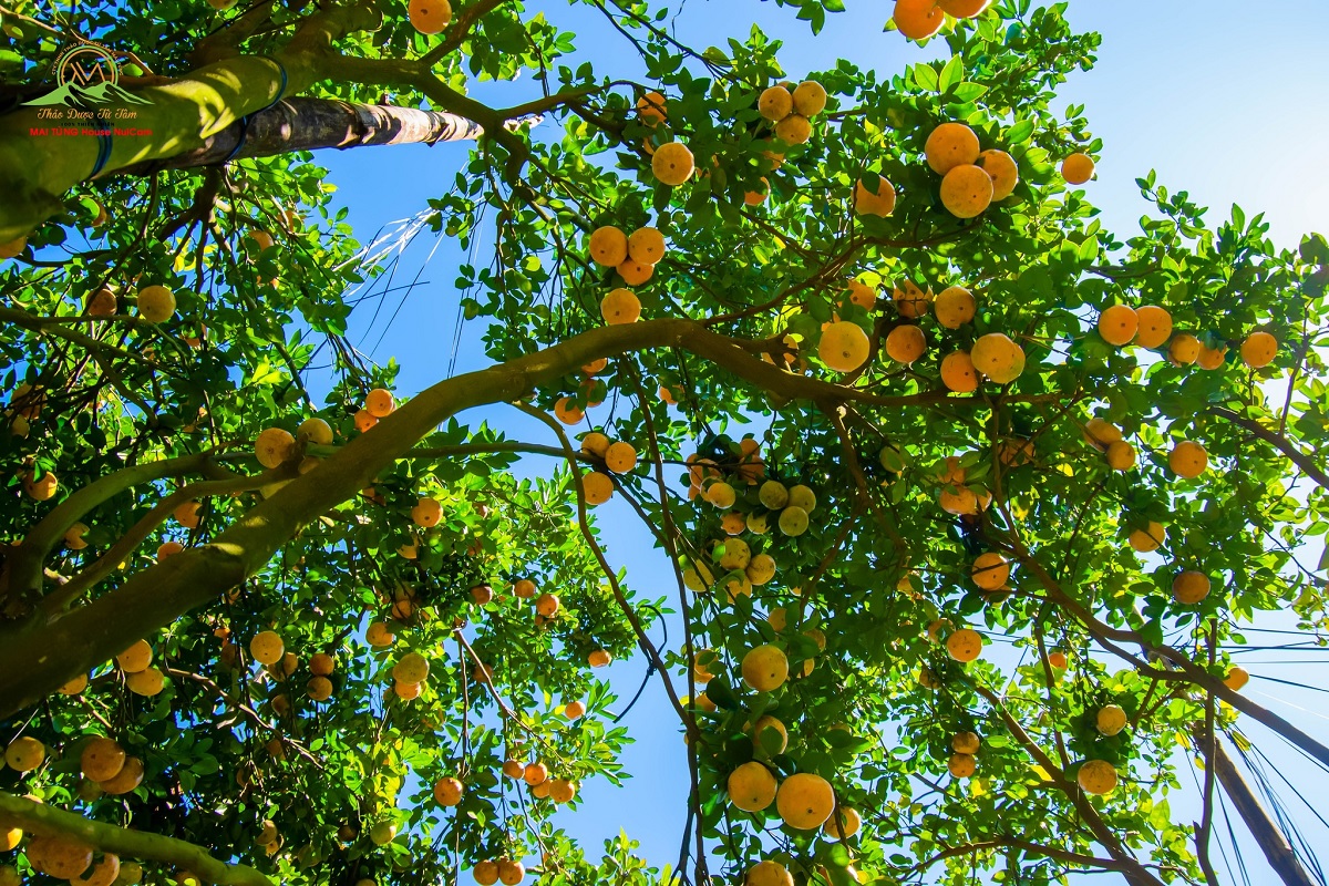 vuon quyt mai tung house nui cam